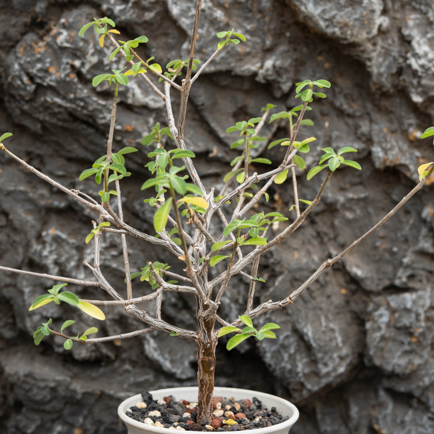 Euphorbia aff polyantha