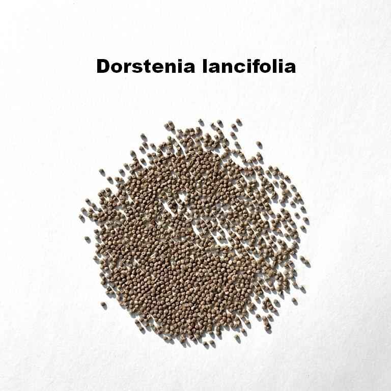 Dorstenia lancifolia Seeds-image-1