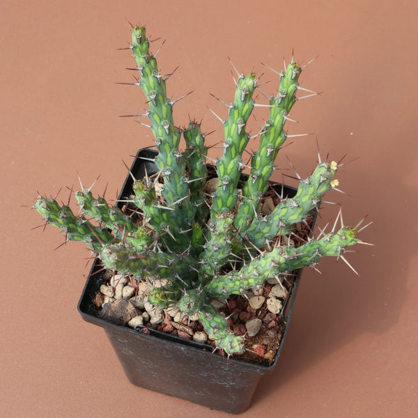 Euphorbia aff.actinoclada Seeds — Euphorbia — 2026 seed listing — 1 Seed — image 2: plant specimen shown as a reference for this seed listing