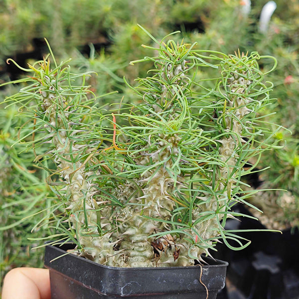Euphorbia gottlebei-Euphorbia-H6cm-image-1