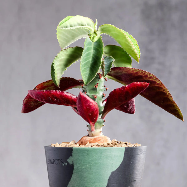 Euphorbia magnifica / Monadenium magnificum Seeds — Euphorbia — 2026 seed listing — 1 Seed — image 2: plant specimen shown as a reference for this seed listing