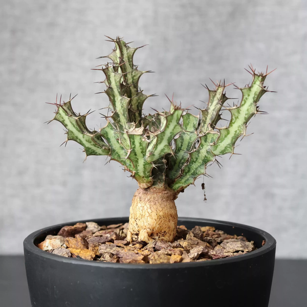 Euphorbia sp. Mutomo Seeds — Euphorbia — 2026 seed listing — 1 Seed — image 2: plant specimen shown as a reference for this seed listing