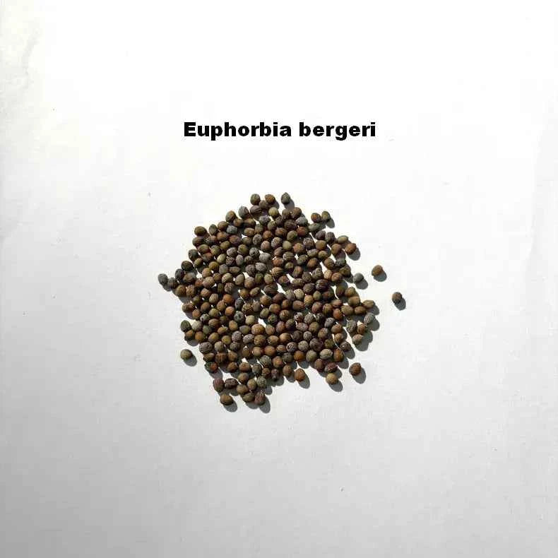 Euphorbia bergeri Seeds-image-1