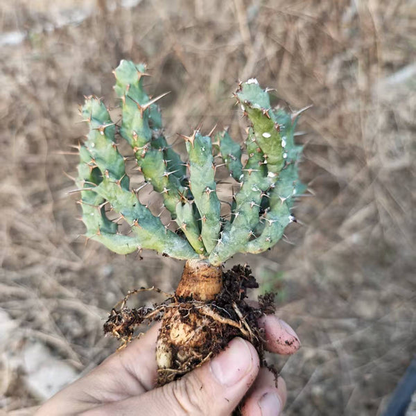Euphorbia clavigera var. (blue) - BotanicalCollector