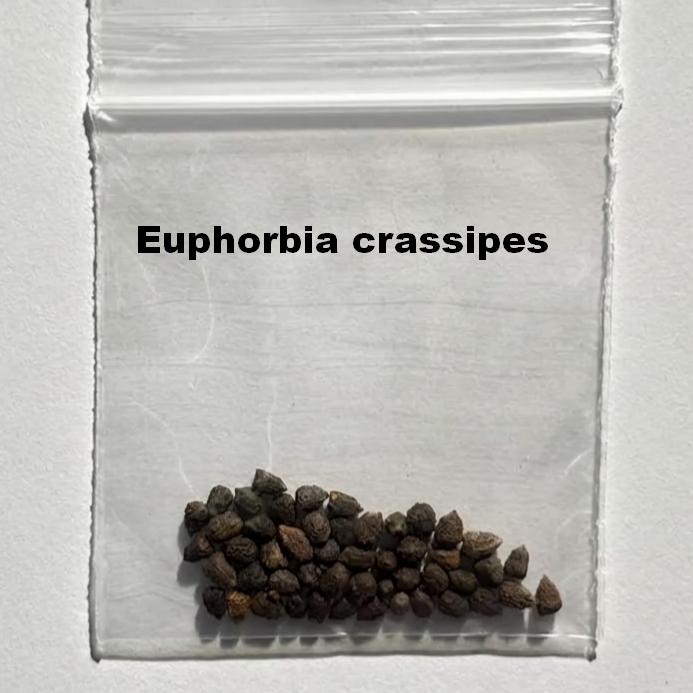Euphorbia crassipes Seeds-image-1
