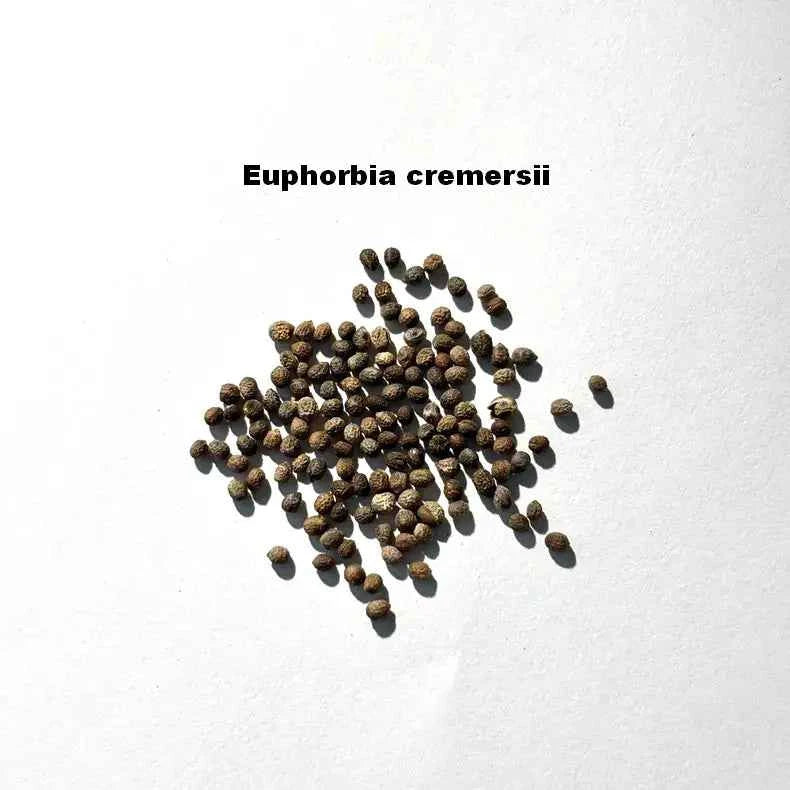 Euphorbia cremersii Seeds-image-1