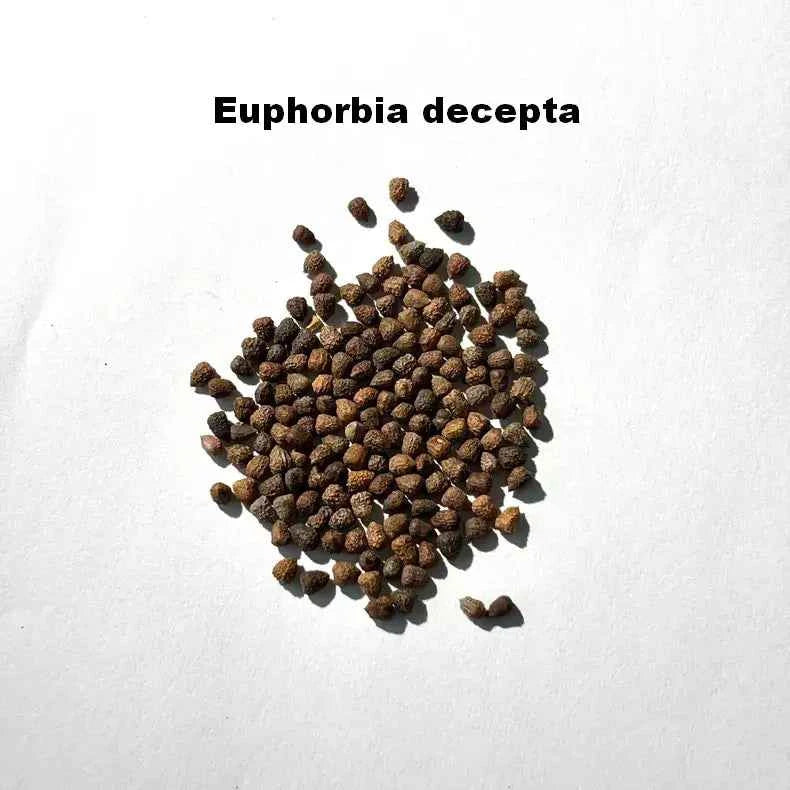 Euphorbia decepta Seeds-image-1