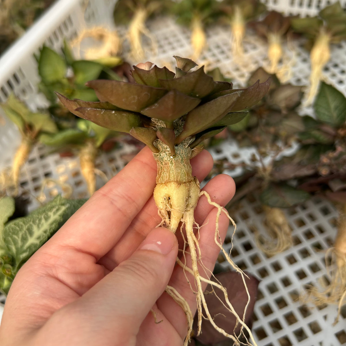 Euphorbia francoisii hybrids-Euphorbia-Caudex2-3cm-image-3
