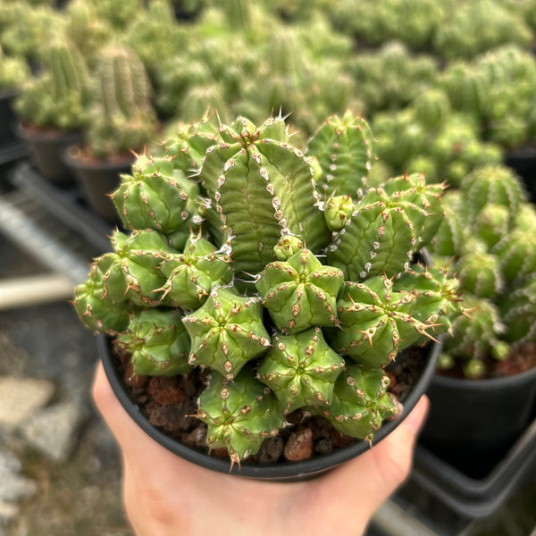 Euphorbia frankii - BotanicalCollector