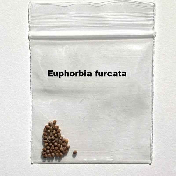 Euphorbia furcata Seeds