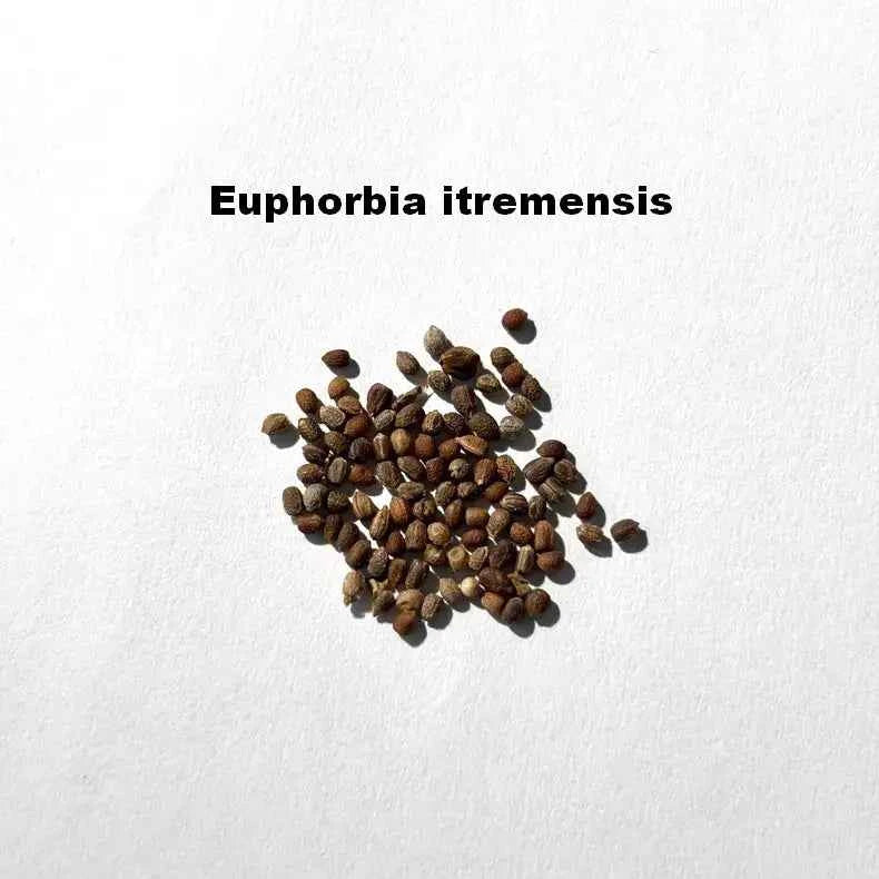 Euphorbia itremensis Seeds-image-1