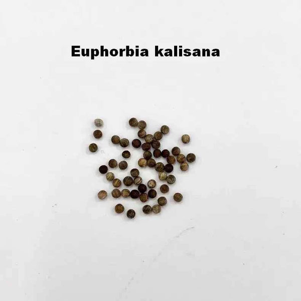 Euphorbia kalisana Seeds-10 Seeds-image-1