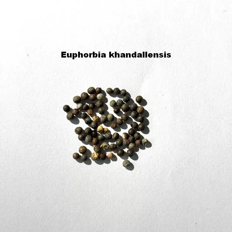 Euphorbia khandallensis Seeds-image-1