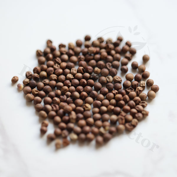 Euphorbia ledienii Seeds — Euphorbia — 2026 seed listing — 1 Seed — image 1: loose seeds displayed on a light background