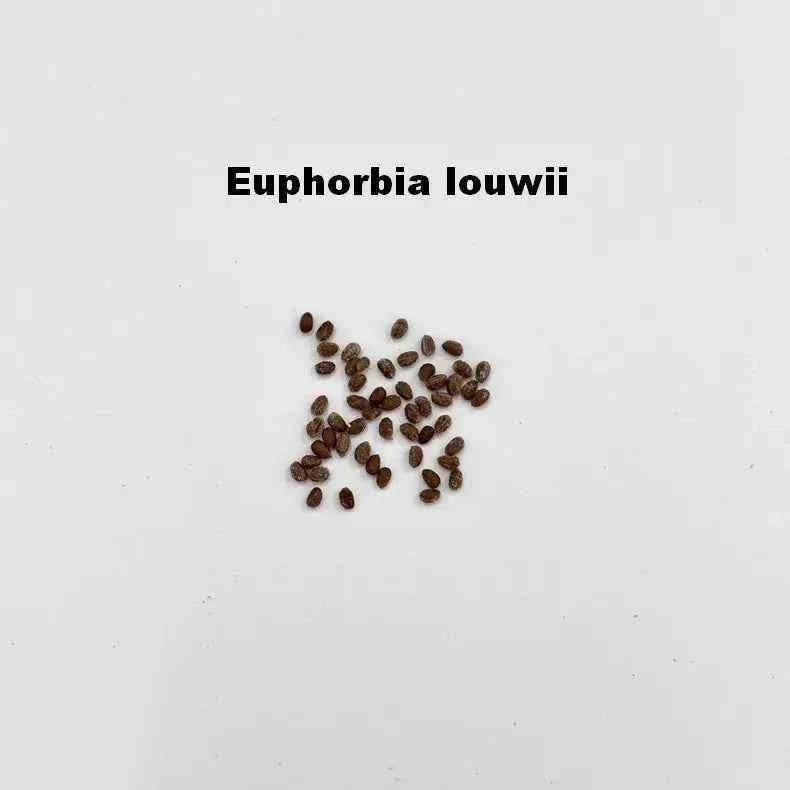 Euphorbia louwii Seeds-image-1
