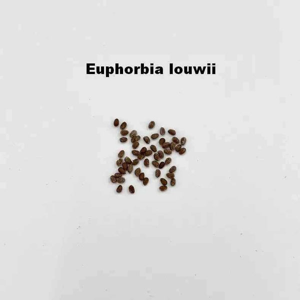 Euphorbia louwii Seeds-10 Seeds-image-1