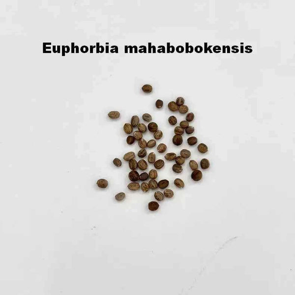 Euphorbia mahabobokensis Seeds-10 Seeds-image-1