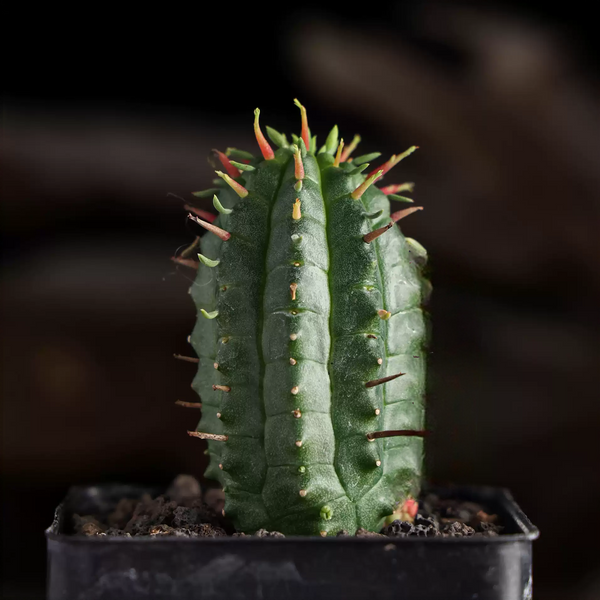 Euphorbia mammillaris Seeds — Euphorbia — 2026 seed listing — 1 Seed — image 2: plant specimen shown as a reference for this seed listing