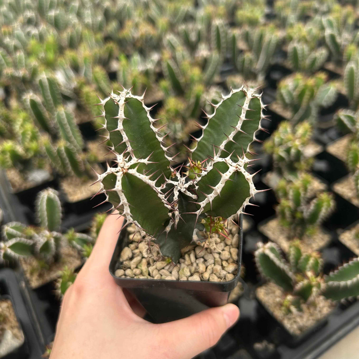 Euphorbia mlanjeana-Euphorbia-H4-6cm-image-2