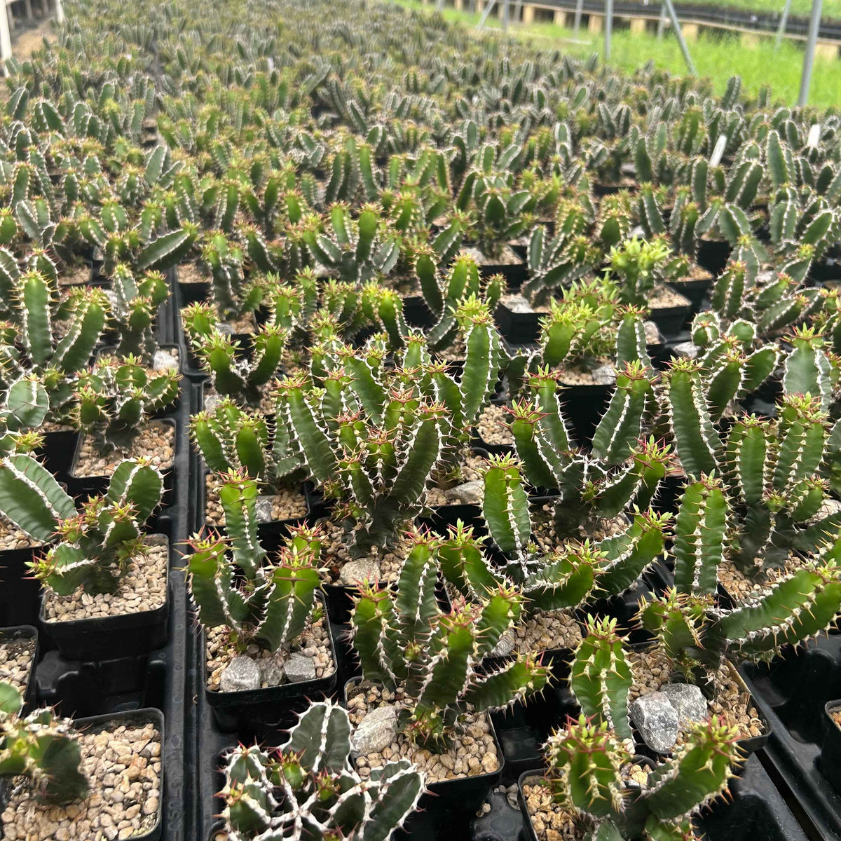 Euphorbia mlanjeana-Euphorbia-H4-6cm-image-4