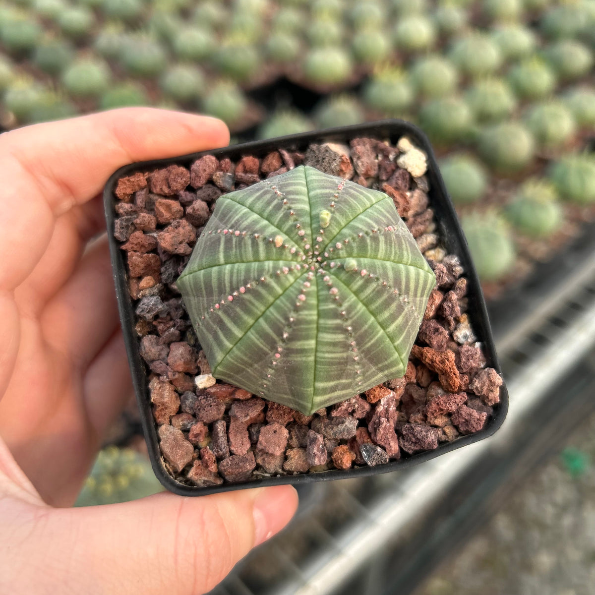 Euphorbia obesa-Euphorbia-W4-5cm-image-4