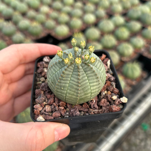 Euphorbia obesa - BotanicalCollector