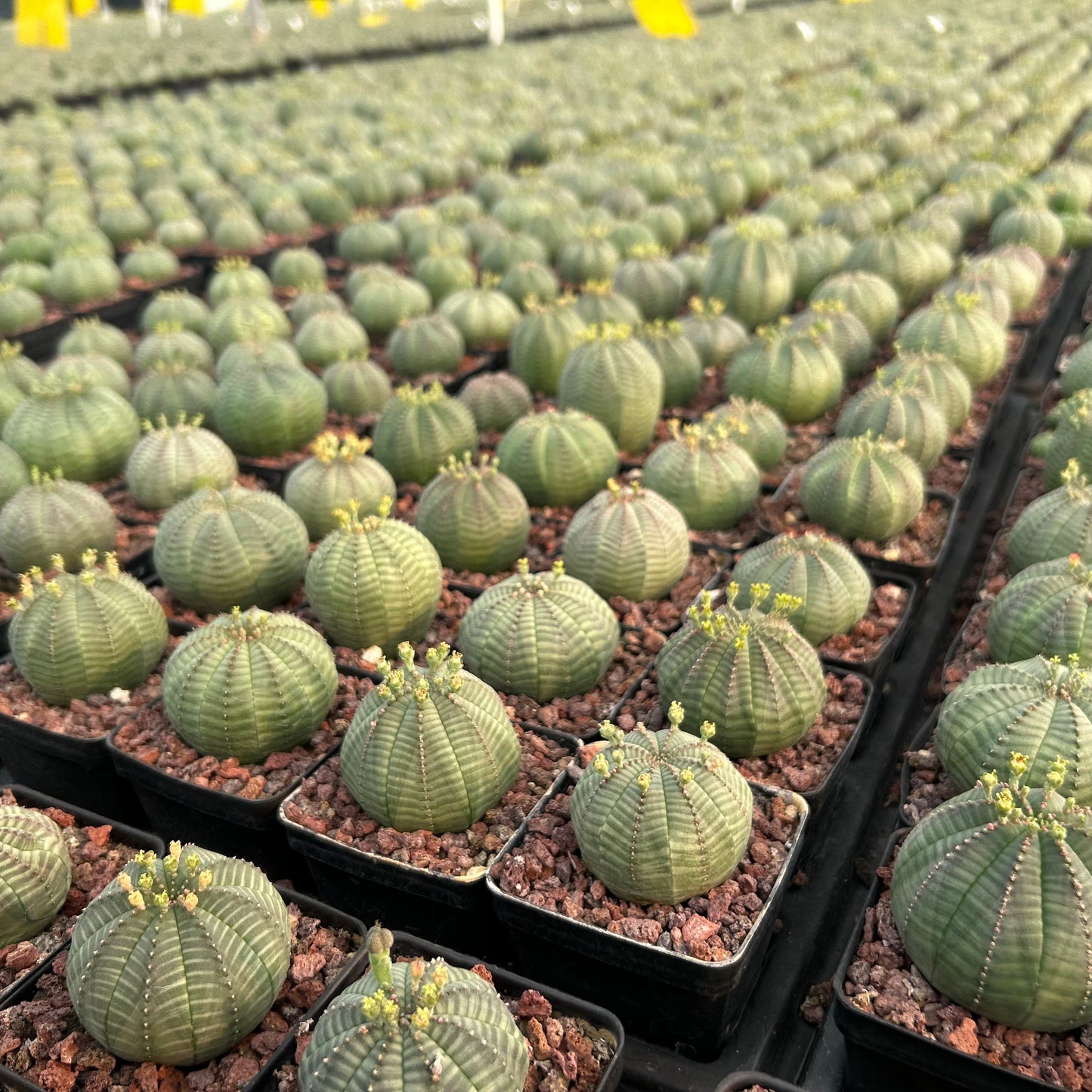 Euphorbia obesa | Seed-grown | W4-5cm