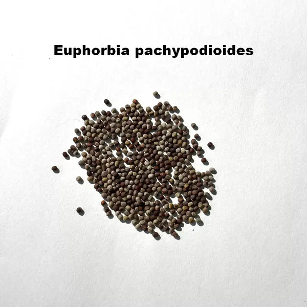 Euphorbia pachypodioides Seeds — loose seeds displayed on a light background