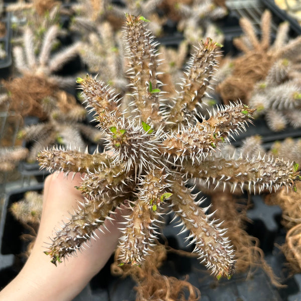 Euphorbia parvimedusae hybrid - BotanicalCollector