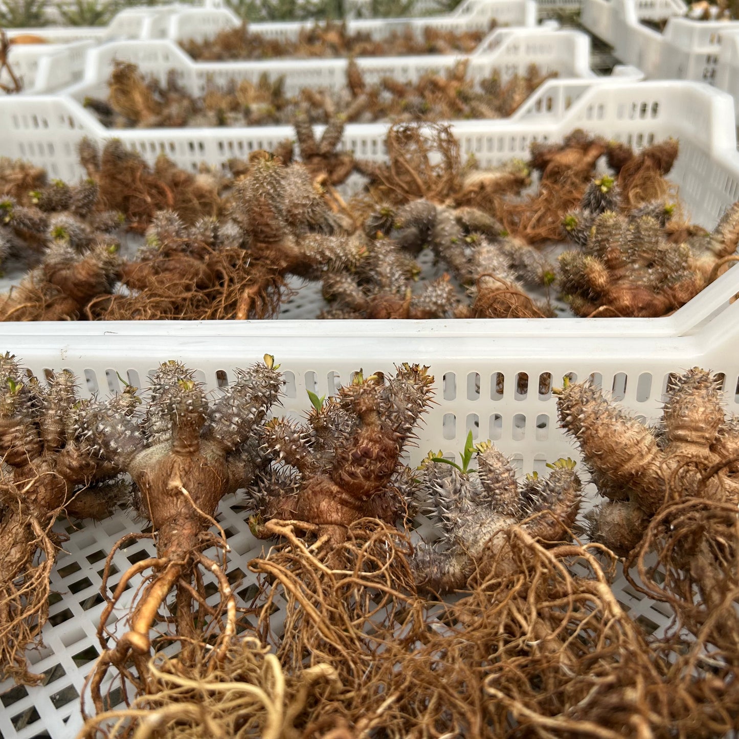 Euphorbia parvimedusae hybrid | Seed-grown | W4-6cm