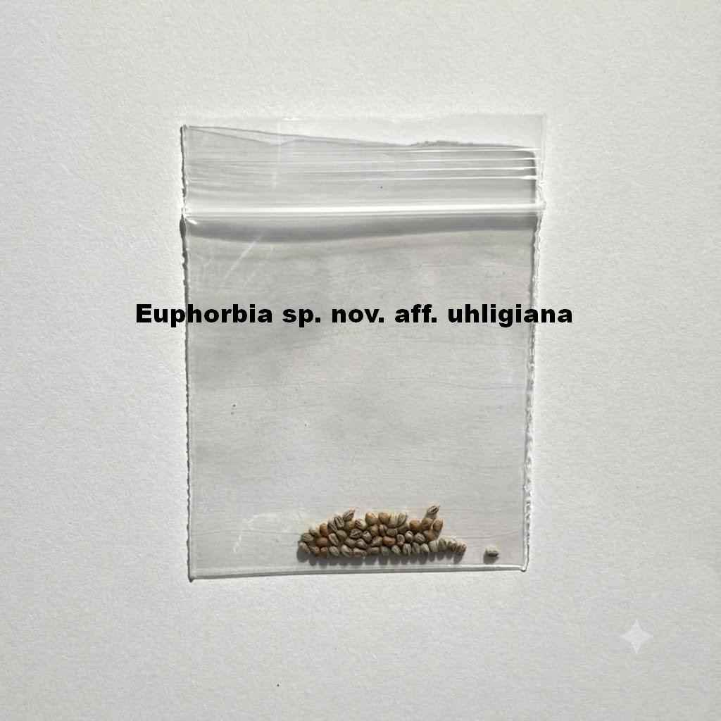 Euphorbia sp. nov. aff. uhligiana Seeds-image-1
