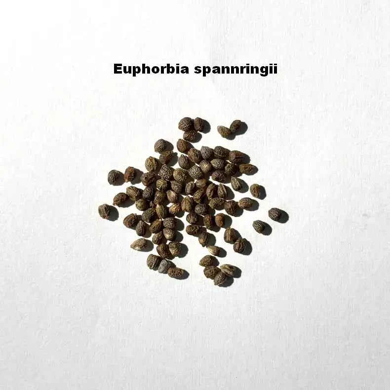 Euphorbia spannringii Seeds-image-1