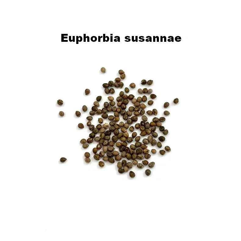 Euphorbia susannae Seeds-image-1