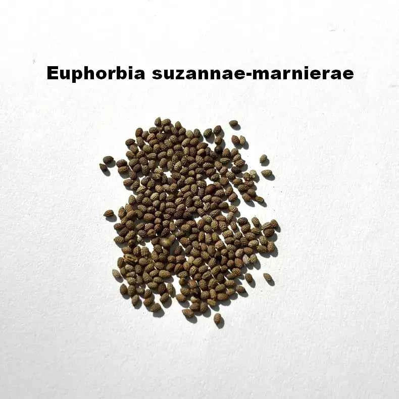 Euphorbia suzannae-marnierae Seeds-image-1