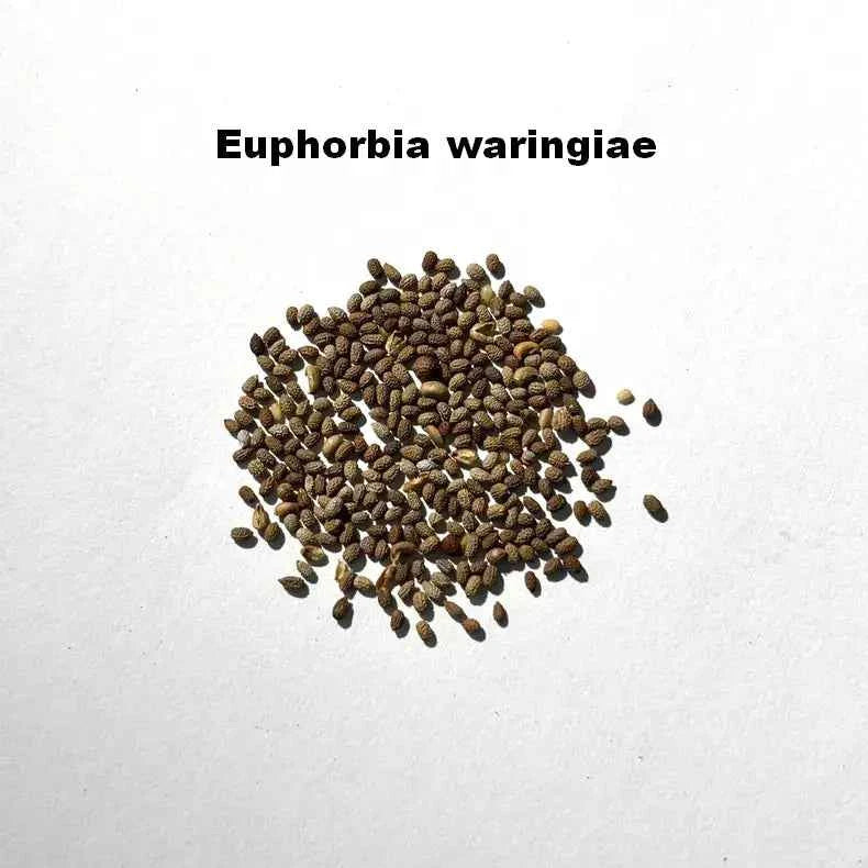 Euphorbia waringiae Seeds-image-1