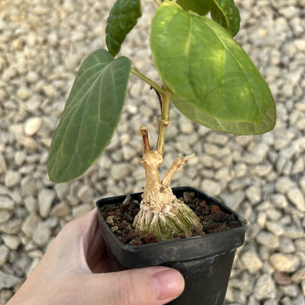 Matelea cyclophylla