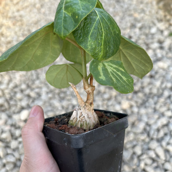 Matelea cyclophylla