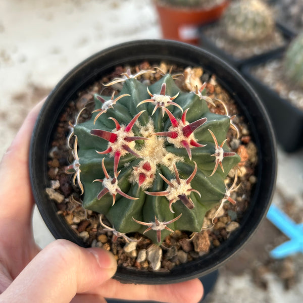 Echinocactus texensis WYSWYG-Echinocactus-W6-8cm-第1张