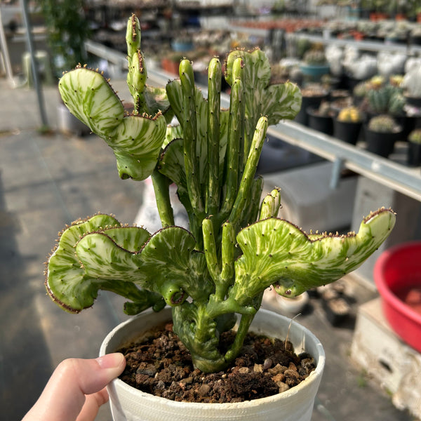 Crested Variegated Euphorbia sp. - BotanicalCollector