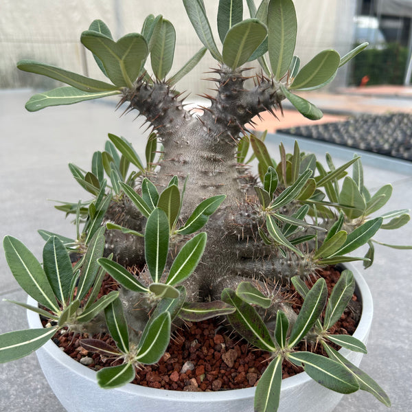 Pachypodium rosulatum subs.cactipes