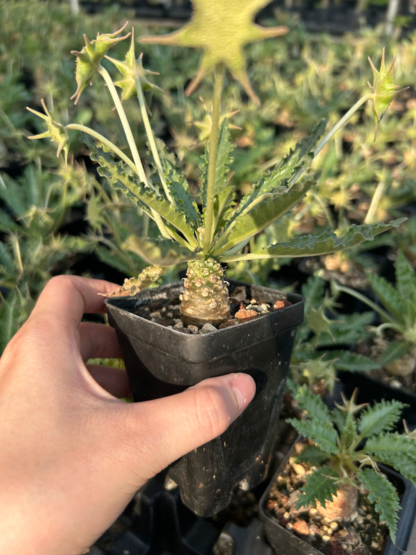 Dorstenia sp.nov Seeds — Dorstenia — 2026 seed listing — 1 Seed — image 2: plant specimen shown as a reference for this seed listing