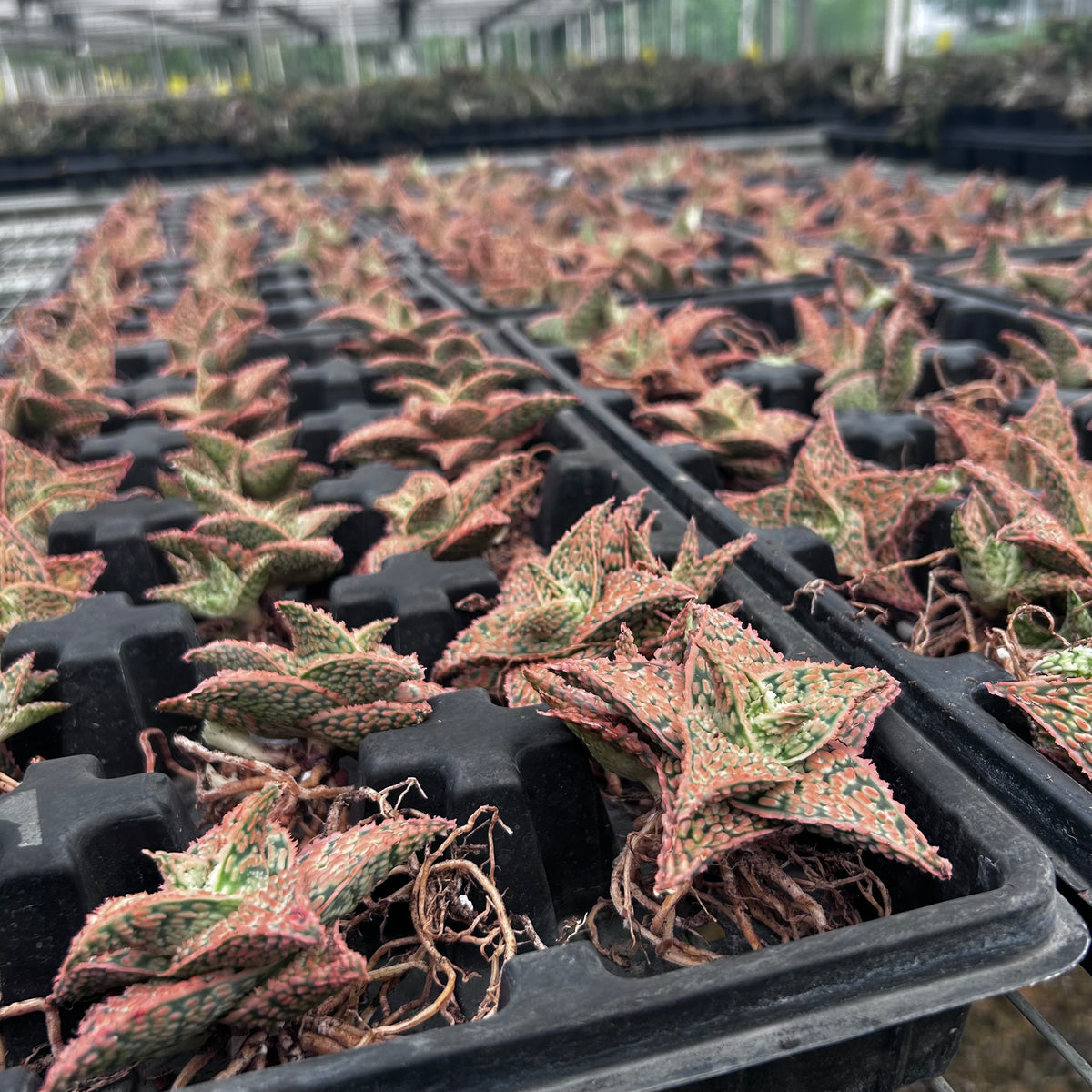 Aloe hybrid-Aloe-W4-6cm-image-49