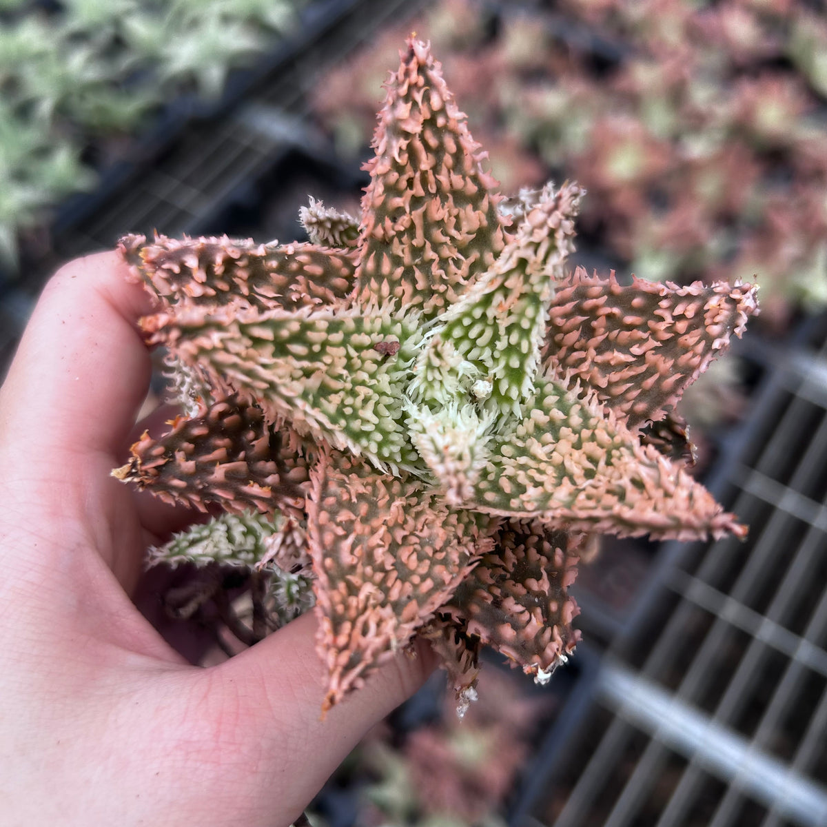 Aloe hybrid-Aloe-W4-6cm-image-22