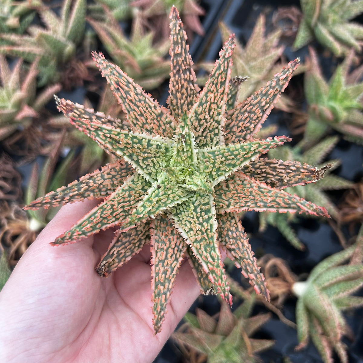 Aloe hybrid-Aloe-W4-6cm-image-38