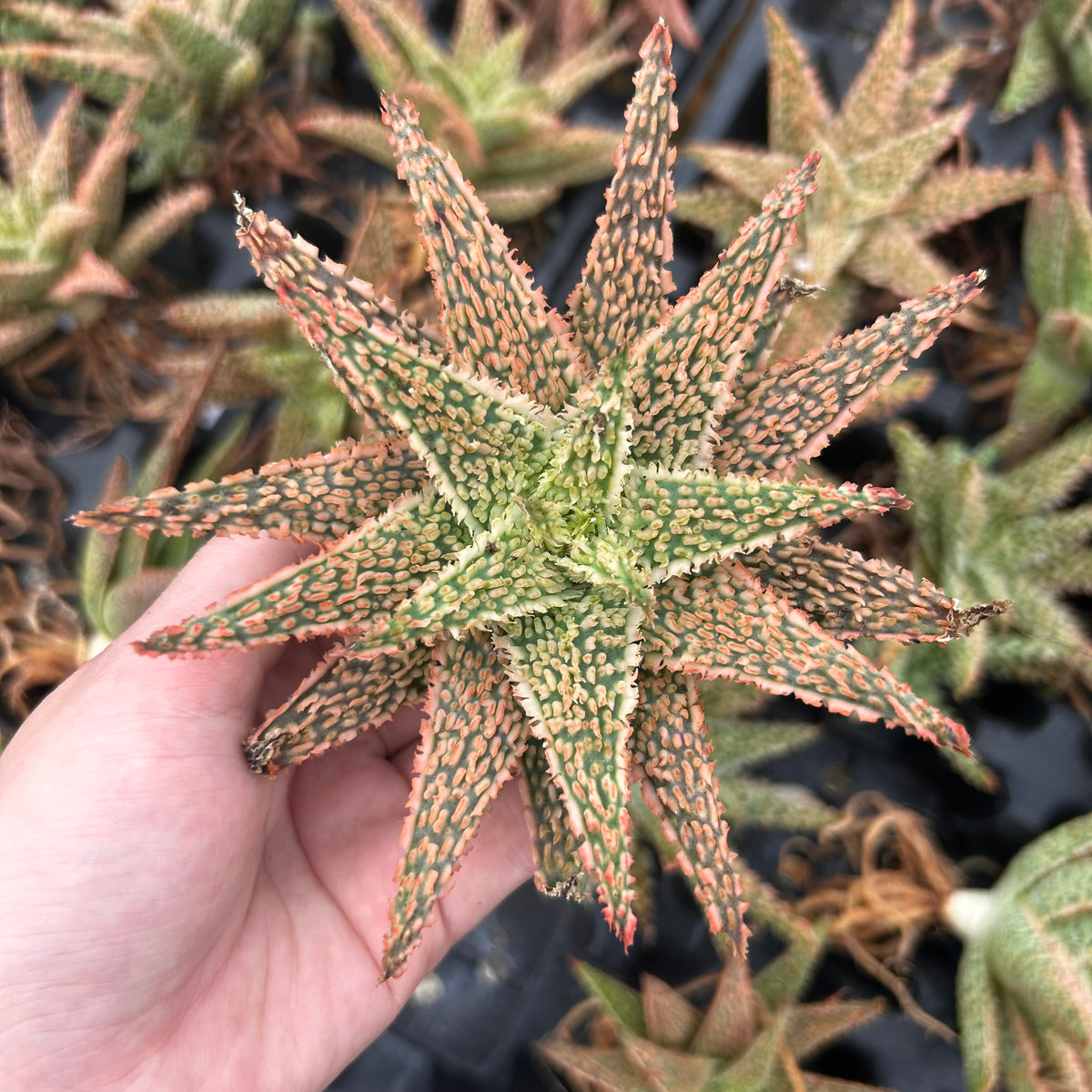 Aloe hybrid-Aloe-W4-6cm-image-40