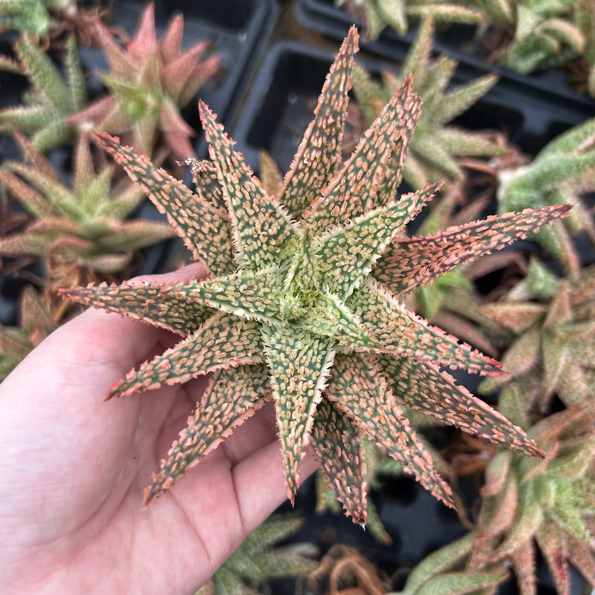 Aloe hybrid-Aloe-W4-6cm-image-42