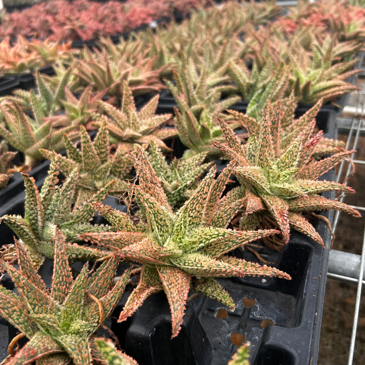 Aloe hybrid-Aloe-W4-6cm-image-43