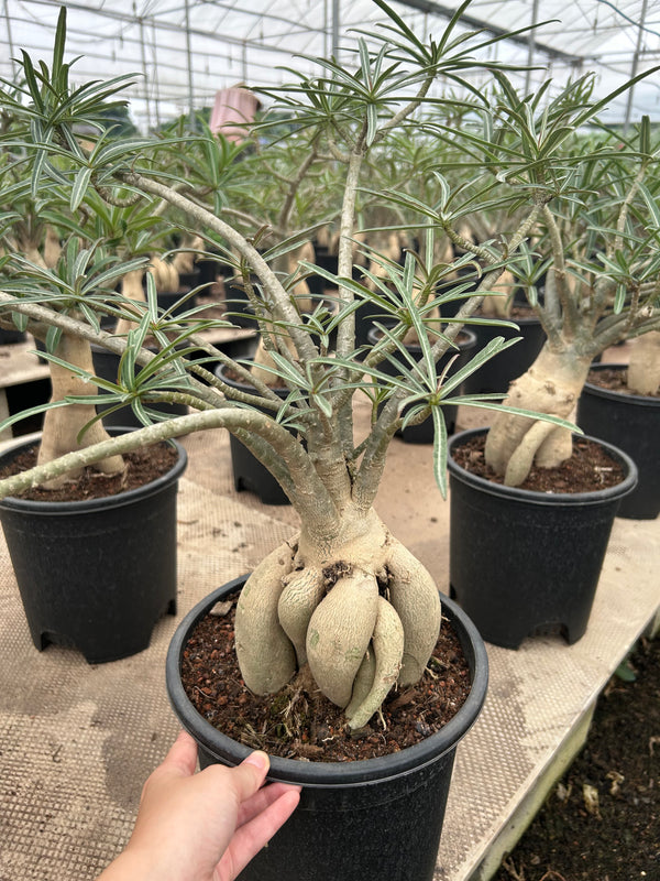 Adenium somalense