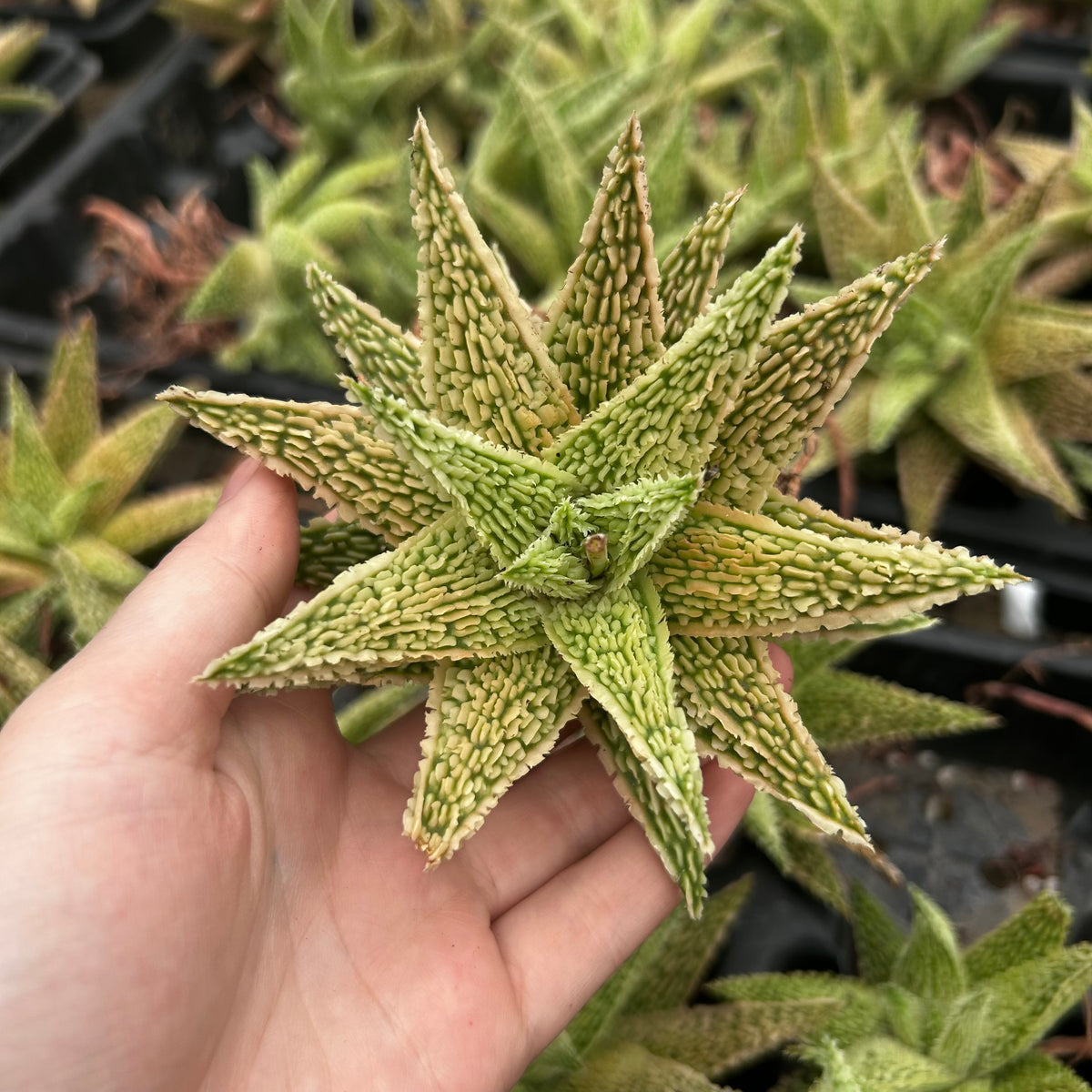 Aloe hybrid-Aloe-W4-6cm-image-17