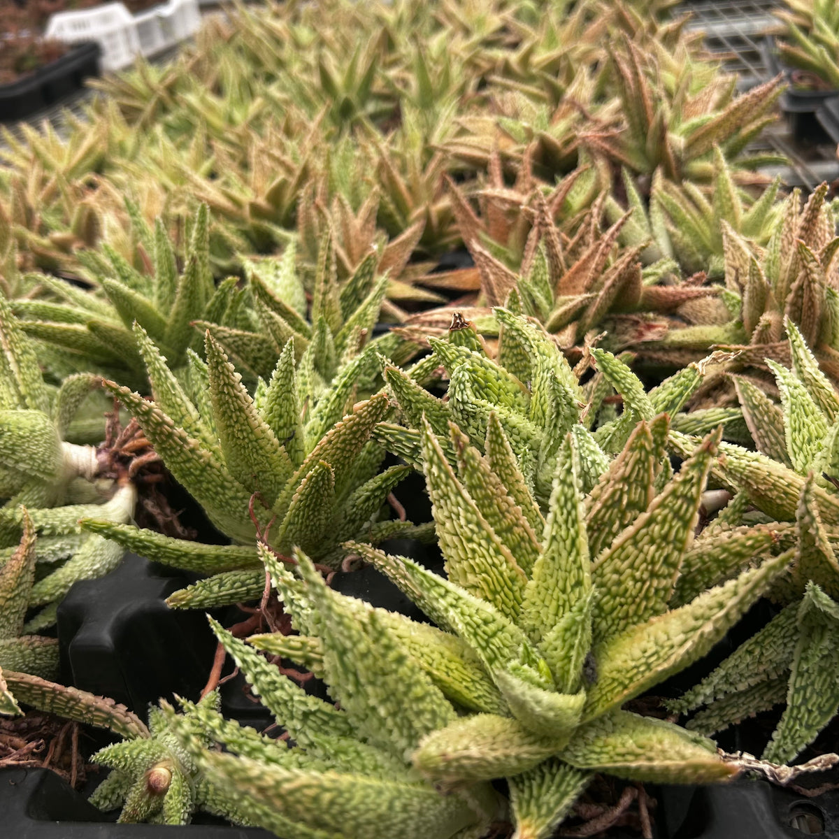 Aloe hybrid-Aloe-W4-6cm-image-19